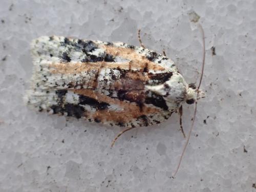 Acleris literana