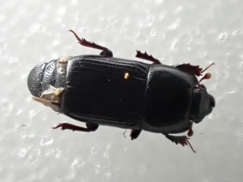 Réf. 336 855 : Platysoma elongatum
