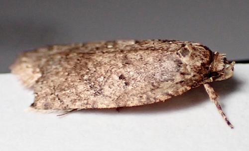 Réf. 336 883 : Agonopterix sp.