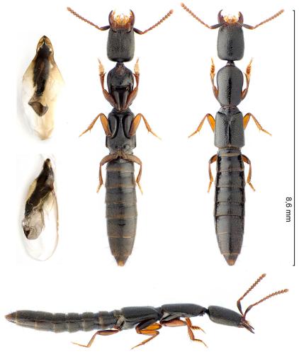 Réf. 336 715 : Stenistoderus nothus