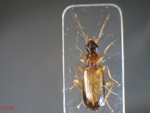 Dromius schneideri