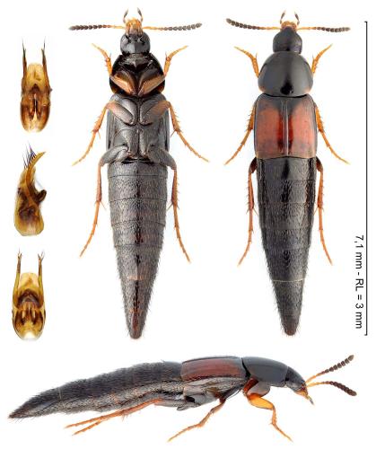 Mycetoporus dispersus