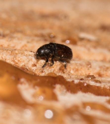 Réf. 336 146 : Scolytinae inconnu