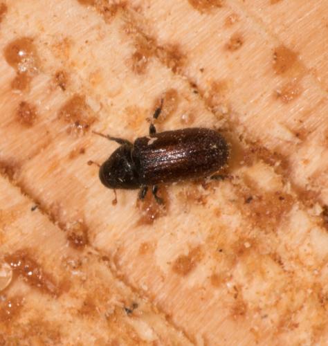 Scolytinae