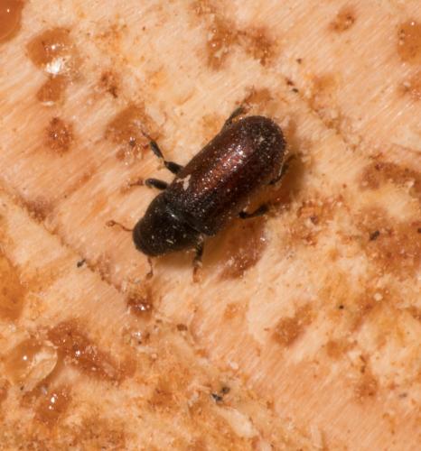 Scolytinae