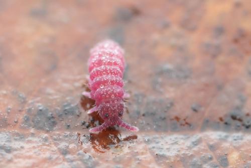 Réf. 336 228 : Triacanthella perfecta