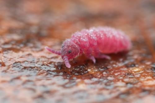 Réf. 336 227 : Triacanthella perfecta