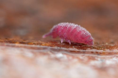 Triacanthella perfecta