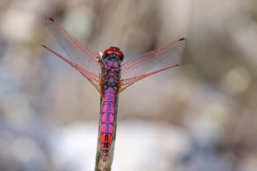 Réf. 336 963 : Trithemis annulata