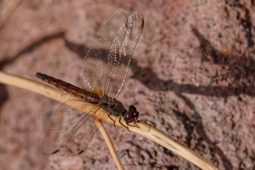 Trithemis annulata