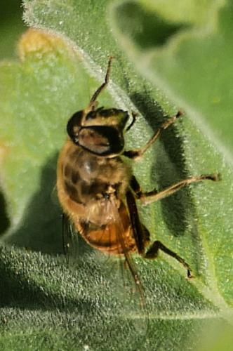 Réf. 336 739 : Eristalis tenax