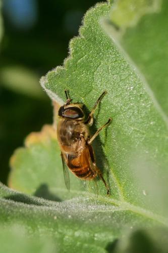 Eristalis tenax