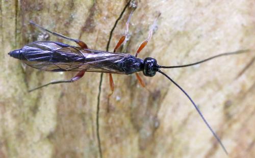 Réf. 336 021 : Xoridinae inconnu