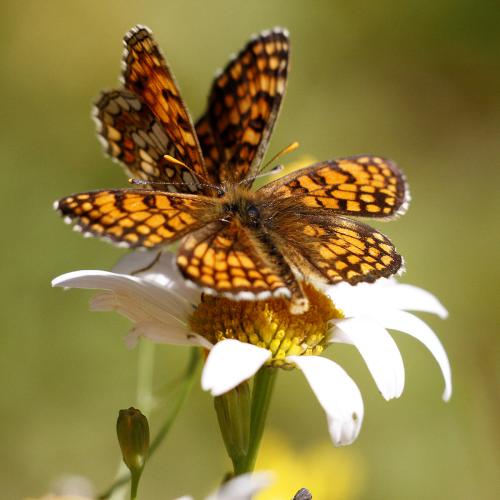 Réf. 336 234 : Melitaea divers