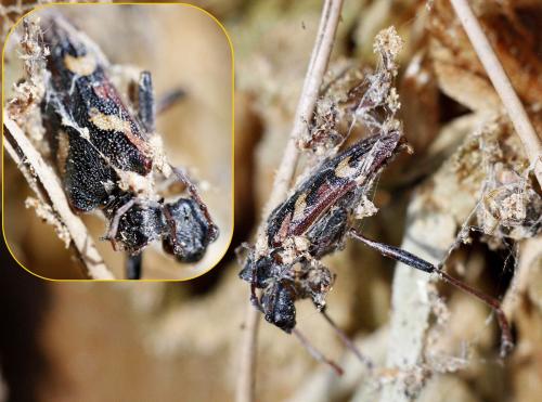 Réf. 336 256 : Rhagium bifasciatum
