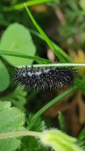 Réf. 336 903 : Coscinia striata