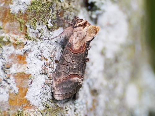 Abrostola triplasia