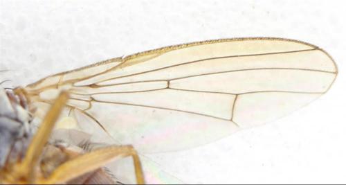 Réf. 336 991 : Tephrochlamys rufiventris