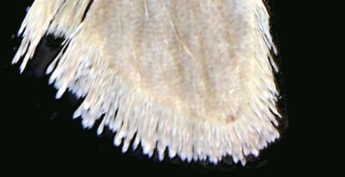 Agonopterix sp.