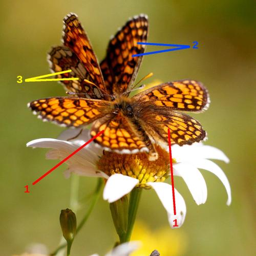 Melitaea divers