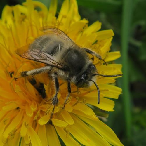 Anthophora plumipes