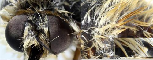 Réf. 336 484 : Bombylius canescens