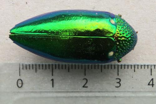 Réf. 336 171 : Sternocera aequisignata