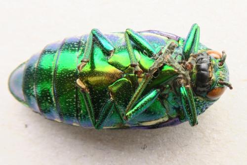 Sternocera aequisignata