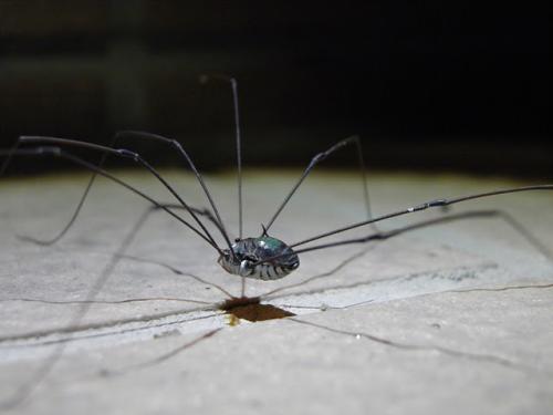 Gagrellula sp.
