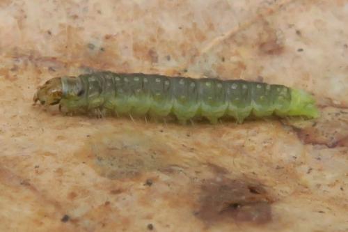 Réf. 336 250 : Ptycholoma lecheana