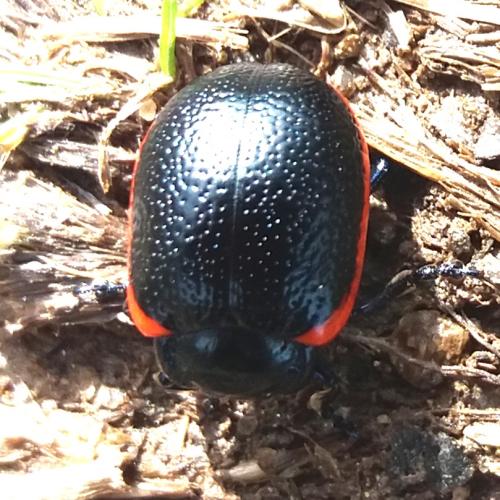 Chrysolina gypsophilae