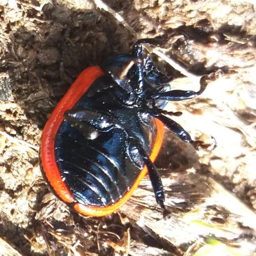 Chrysolina gypsophilae
