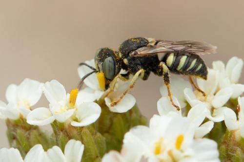 Oxybelus sp.