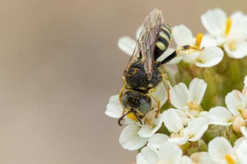 Oxybelus sp.