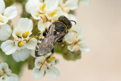 Oxybelus sp.