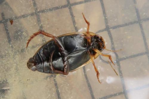 Rhantus suturalis