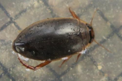 Rhantus suturalis