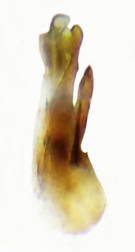 Réf. 336 450 : Remus sericeus