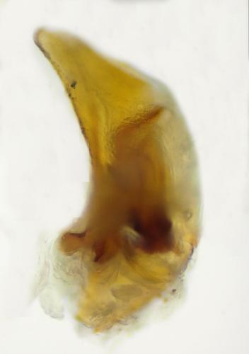 Réf. 336 192 : Bembidion obtusum