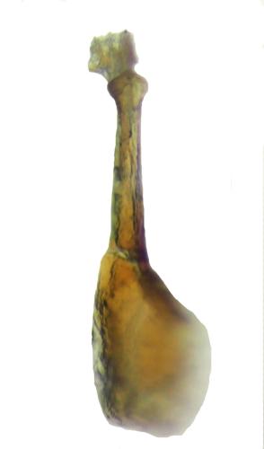 Halobrecta flavipes