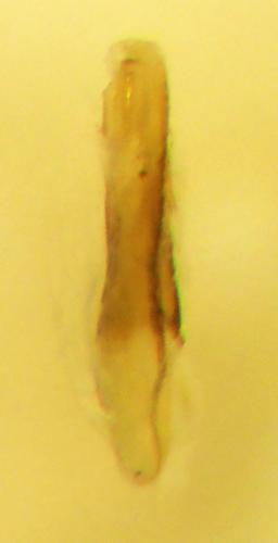 Réf. 336 487 : Remus sericeus
