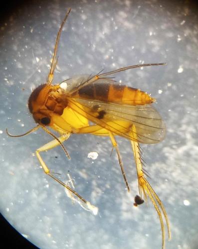 Mycetophila sp.
