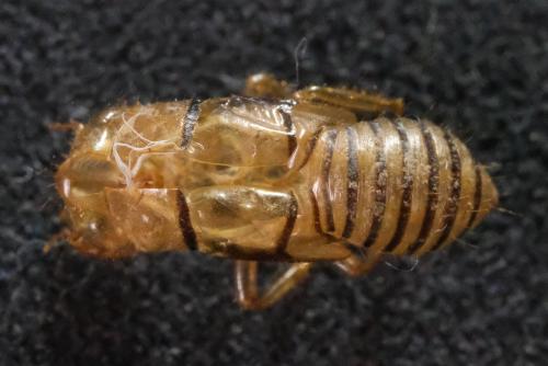 Réf. 336 415 : Tettigettula pygmea