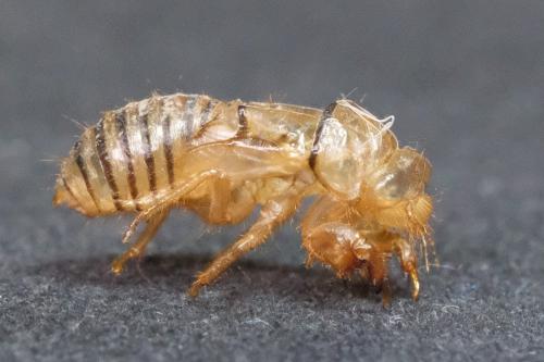 Réf. 336 416 : Tettigettula pygmea
