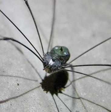 Gagrellula sp.