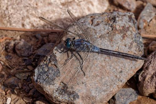 Réf. 336 965 : Orthetrum trinacria