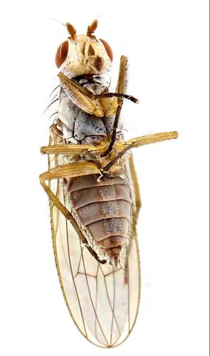 Réf. 336 990 : Tephrochlamys rufiventris