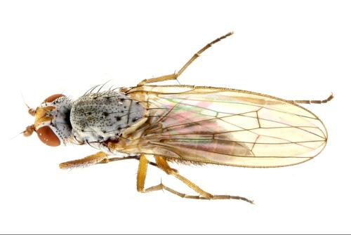 Réf. 336 989 : Tephrochlamys rufiventris