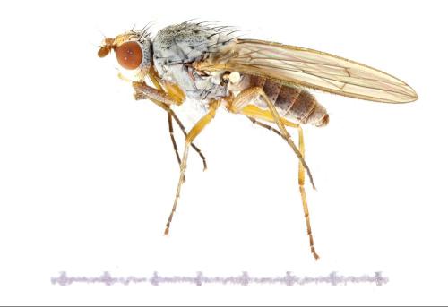 Réf. 336 988 : Tephrochlamys rufiventris