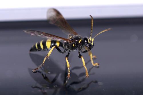 Gorytes sp.